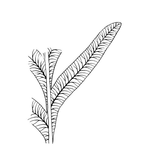 Alethopteris